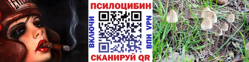 где купить наркоту  Талдом  Псилоцибиновые грибы Cubensis 